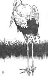 Père-Cigogne, vers 1930