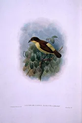 Loboparadisea serica, Oiseau de paradis à bec d