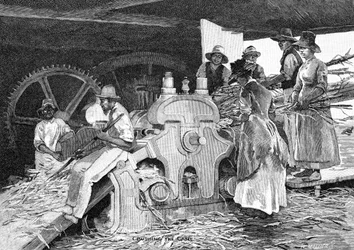 Écrasement de la canne, 1886