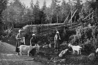 Élevage de chèvres à Dalarna, Suède, 1908-1909