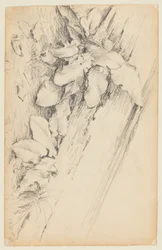 Étude de plantes et tronc d