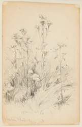 Étude de chardons et d