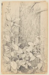 Étude de Sous-bois