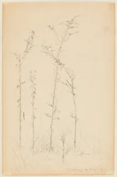 Étude de plantes sauvages, Fordham Heights