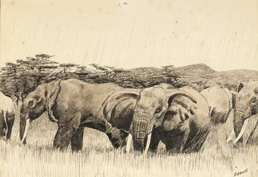 Éléphants d