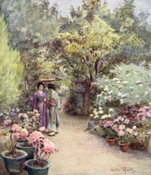 Pivoines dans un jardin de thé, Kyoto