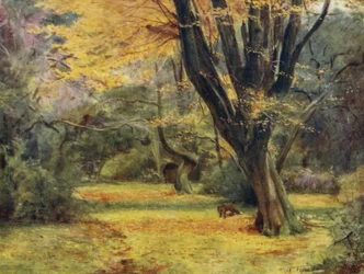 La Nouvelle Forêt : Érables, près de Queen
