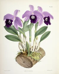 Laelia Dayana, vers 1882-1897