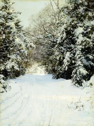 Arbres chargés de neige
