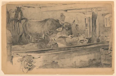 Étude de bétail pour la tonte des moutons
