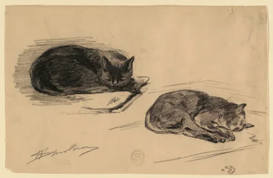 Étude de chats
