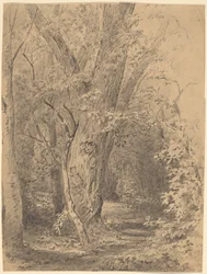 Arbre et feuillage