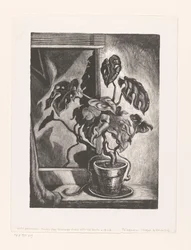 Philodendron sur le rebord de la fenêtre