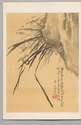 Orchidée