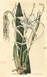 Lys araignée, jonquille de mer, lys de mer - Lys araignée des plages, Hymenocallis littoralis (Pancratium à feuilles en éventail, Pancratium distichum). Gravure botanique coloriée à la main par Weddell, tirée du Curtis
