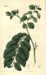 Breynia fruticosa (Phyllanthus à feuilles brillantes, Phyllanthus turbinatus). Gravure botanique coloriée à la main par Weddell, tirée du Curtis