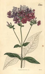 Phlox à feuilles croisées ou lychnidea, Phlox acuminata. Gravure botanique coloriée à la main par Weddell, tirée du Curtis