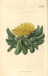 Ficoide - Figuier-marigold à langue déprimée, Mesembryanthemum depressum. Gravure botanique coloriée à la main par Weddell, tirée du Curtis