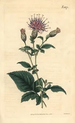 Sarrette à cinq feuilles - Klasea quinquefolia (Serratula quinquefolia). Gravure botanique coloriée à la main par Weddell, tirée du Curtis