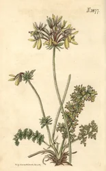 Fleuristes Géranium - Géranium à fleurs jaunes, Pelargonium rapaceum var. luteum. Gravure botanique coloriée à la main par Weddell, tirée du Curtis