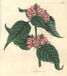 Galane de Lyon - Chelone lyonii (Chelone major). Gravure botanique coloriée à la main par Weddell, tirée du Curtis