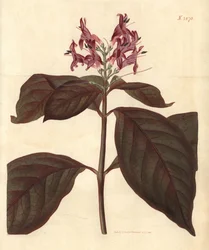 Lait de la Vierge - Plante caricaturale, Graptophyllum pictum (Justicia à nervures sanglantes, Justicia picta lurido-sanguinea). Gravure botanique coloriée à la main par Weddell, tirée du Curtis