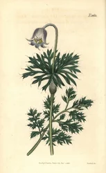 Anémone des prés à fleurs pâles, Anemone pratensis obsoleta. Gravure botanique coloriée à la main par Weddell, tirée du Curtis