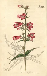 Penstemon campanulatus, fleur