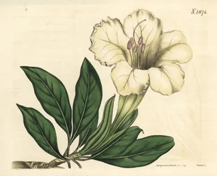 Solander ou liane trompette - Solandra à grandes fleurs, Solandra grandiflora. Gravure botanique coloriée à la main par Weddell, tirée du Curtis