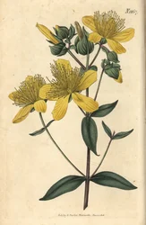 Millepertuis - Millepertuis olympique, Hypericum olympicum (Millepertuis olympique à feuilles larges, Hypericum olympicum latifolium). Gravure botanique coloriée à la main par Weddell, tirée du Curtis