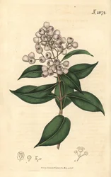 Syzygium smithii (Eugenia à fruits ronds, Eugenia elliptica). Gravure botanique coloriée à la main par Weddell, tirée du Curtis