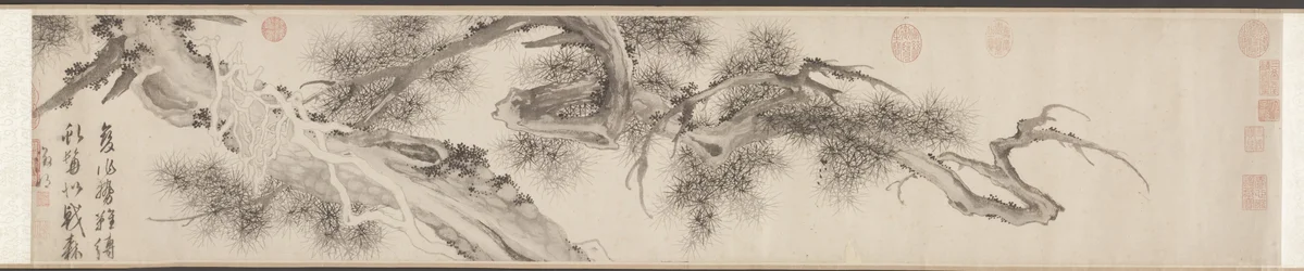 Vieux pin, fin des années 1530