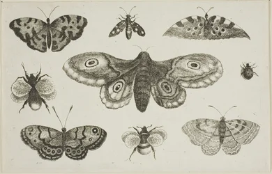 Un papillon de nuit, des papillons et des abeilles