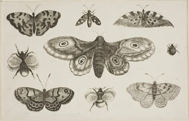 Un papillon de nuit, des papillons et des abeilles