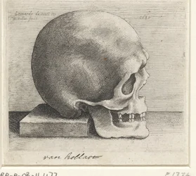 Étude anatomique d