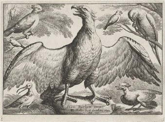 Aigle