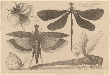 Libellules, un bourdon et un papillon