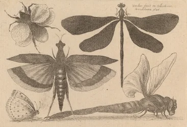Libellules et un bourdon
