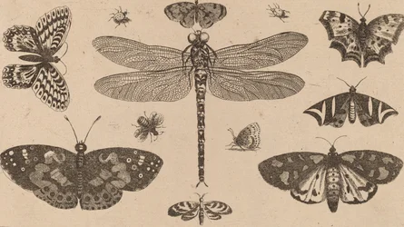 Libellule, coccinelles et papillons