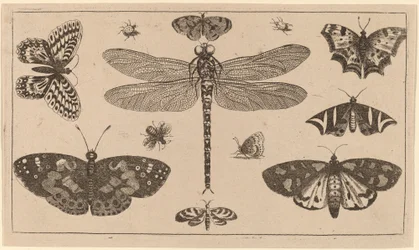 Libellule, coccinelles et papillons