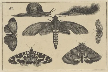 Trois mites, papillons, scarabée, escargot et chenille (Divers insectes)