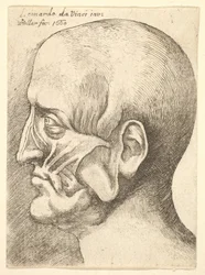 Tête écorchée d