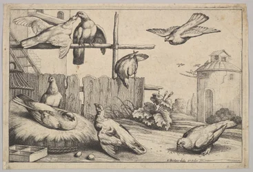 Huit colombes, 1625-1677