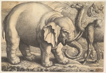 Éléphant et chameau, 17ème siècle