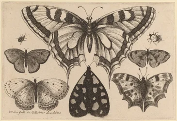 Cinq papillons, un papillon de nuit, un coléoptère et une araignée