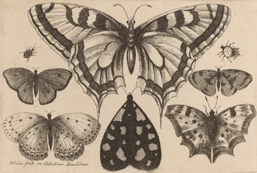 Cinq papillons, un papillon de nuit et deux coléoptères, 1646