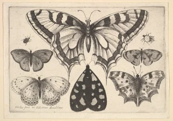 Cinq papillons, un papillon de nuit et deux coléoptères, 1646