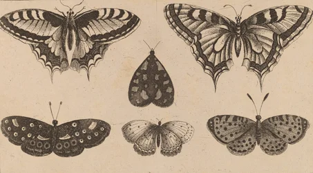 Cinq papillons et un papillon de nuit