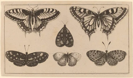 Cinq papillons et un papillon de nuit