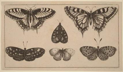 Cinq papillons et un papillon de nuit